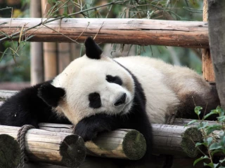 ZooParc de Beauval