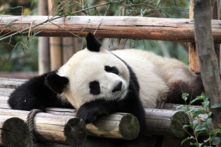 ZooParc de Beauval